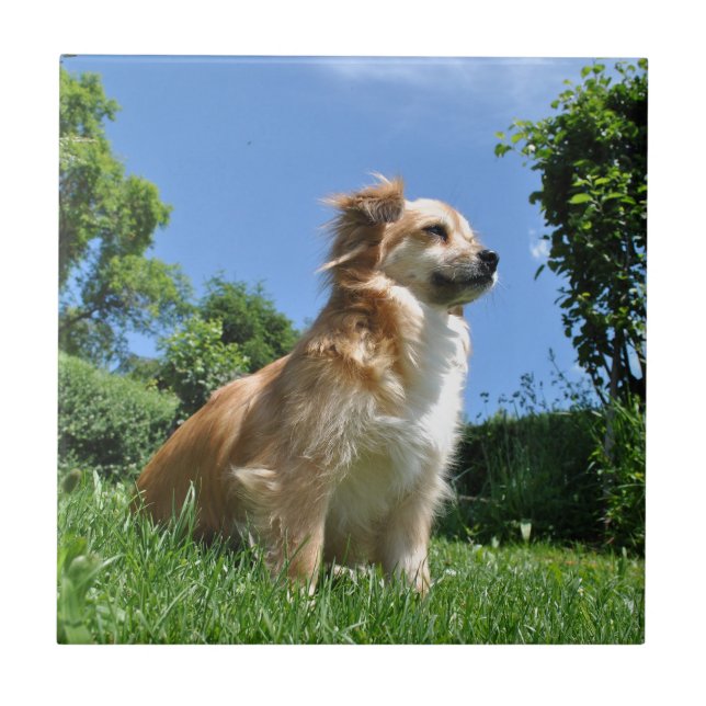 Cute dog in grass tile (Front)