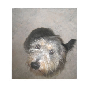 Cute dog looking up notepad