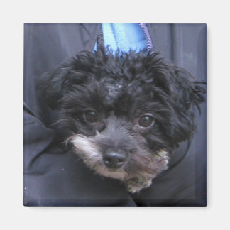 cute DOG Magnet