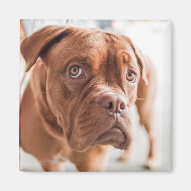Cute Dog magnet 11 (Front)
