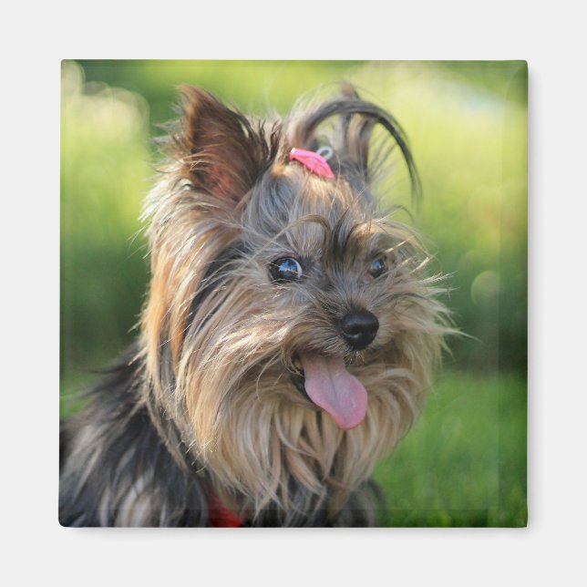 Cute Dog magnet 7 (Front)