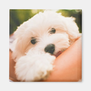 Cute Dog magnet 9