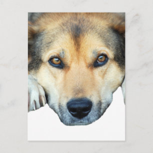 Cute dog on any colour background postcard