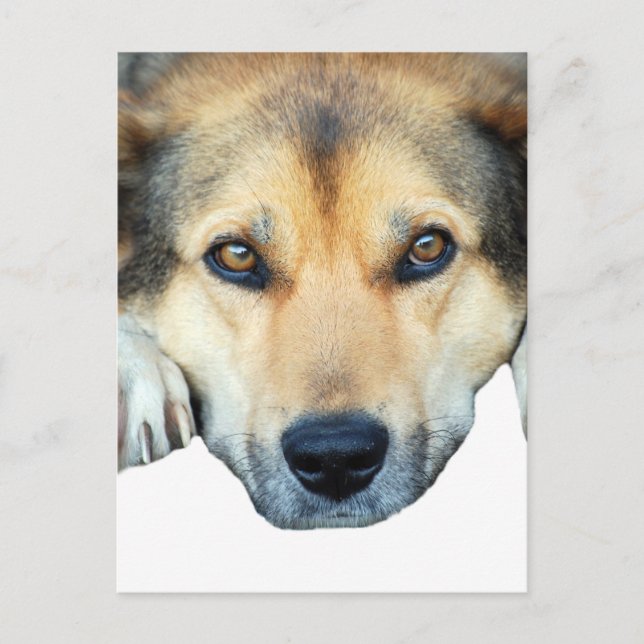 Cute dog on any colour background postcard (Front)