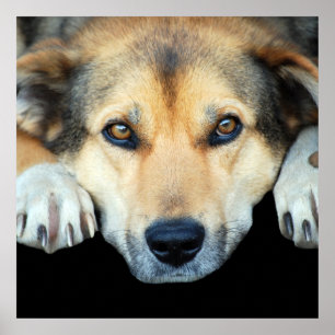 Cute dog on any colour background poster