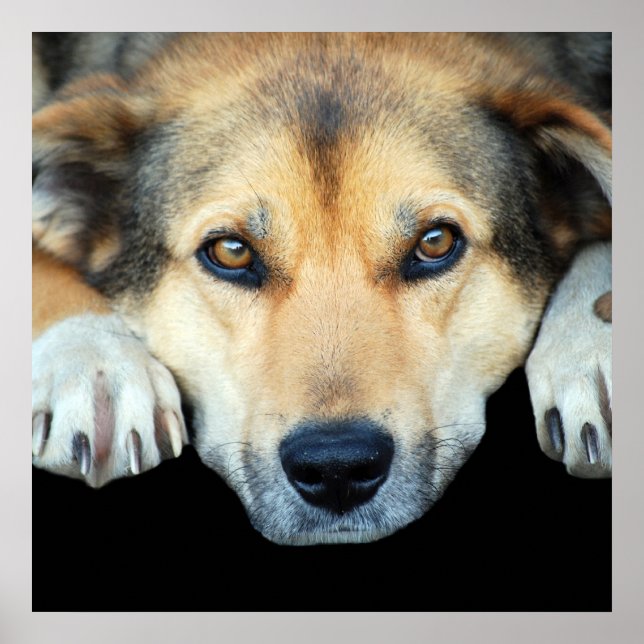 Cute dog on any colour background poster (Front)