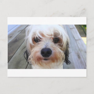 Cute Dog on Bench Postcard