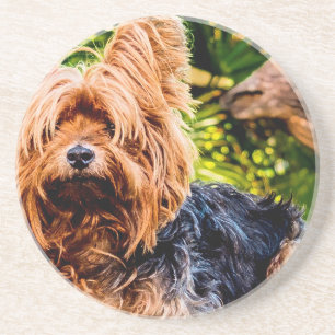 Cute Dog Pet Yorkie Peace Love Destiny Fun Art Coaster