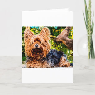 Cute Dog Pet Yorkie Peace Love Destiny Fun Art Thank You Card