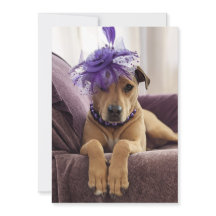 Cute Dog Photo Card fancy dress