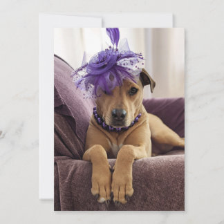Cute Dog Photo Card fancy dress