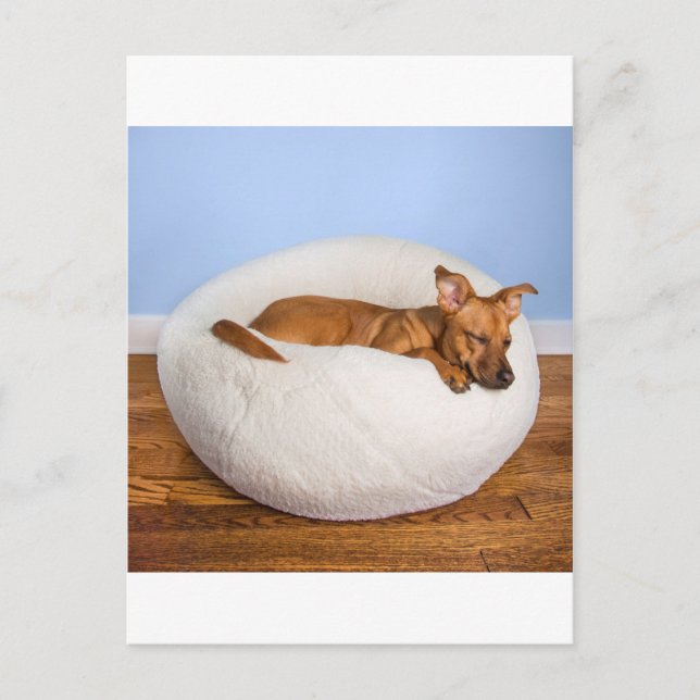 Cute dog postcard (Front)