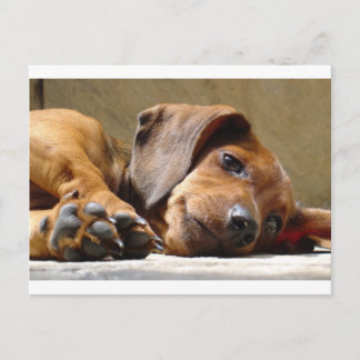 Cute dog postcard