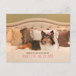 Cute Dog Shelter in Place Sheltie Postcard