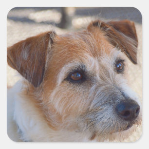 Cute dog square sticker