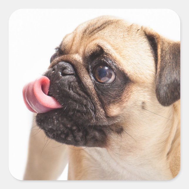 Cute Dog stickers 1 (Front)