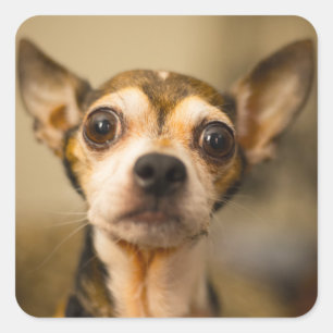 Cute Dog stickers 10
