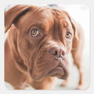 Cute Dog stickers 11