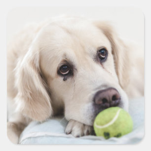 Cute Dog stickers 4