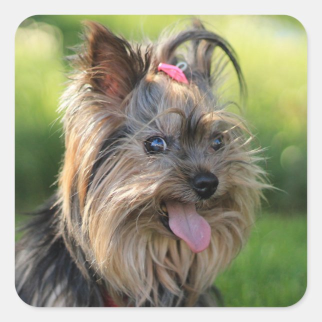 Cute Dog stickers 7 (Front)