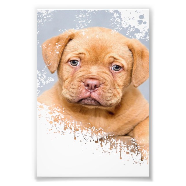 Cute Dog Wall Art Canvas – Modern Pet Photography  (Front)