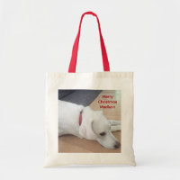 Cute dog Wearing Red Collar Christmas