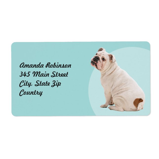 Cute dog white bulldog (Front)