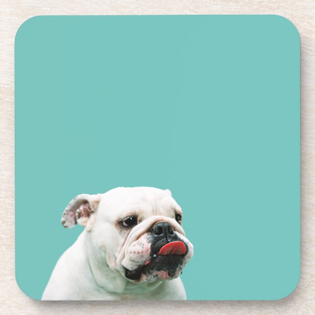 Cute dog white Bulldog Coaster (Front)
