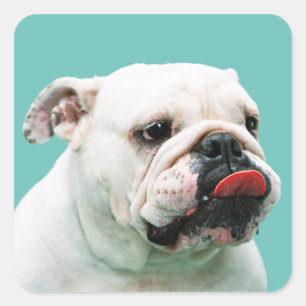 Cute dog white Bulldog Square Sticker