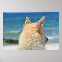 Cute Dog WIth Salty Fur Looking At The Beach