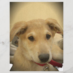 Cute Dogs and Puppies Mans second Best Friend.png