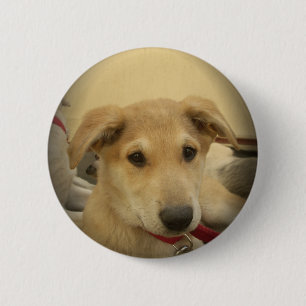 Cute Dogs and Puppies Mans second Best Friend.png 6 Cm Round Badge