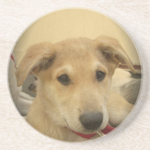 Cute Dogs and Puppies Mans second Best Friend.png Coaster