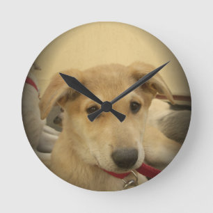 Cute Dogs and Puppies Mans second Best Friend.png Round Clock