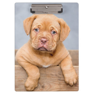 Cute Dogue De Bordeaux Puppy Dog Clipboard