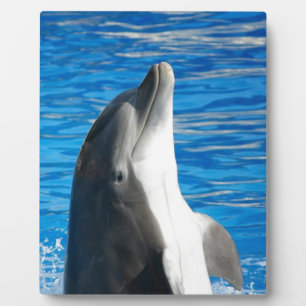 Cute Dolphin Beach Peace Love Party Destiny Plaque