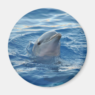 Cute Dolphin Face in Ocean Magnet