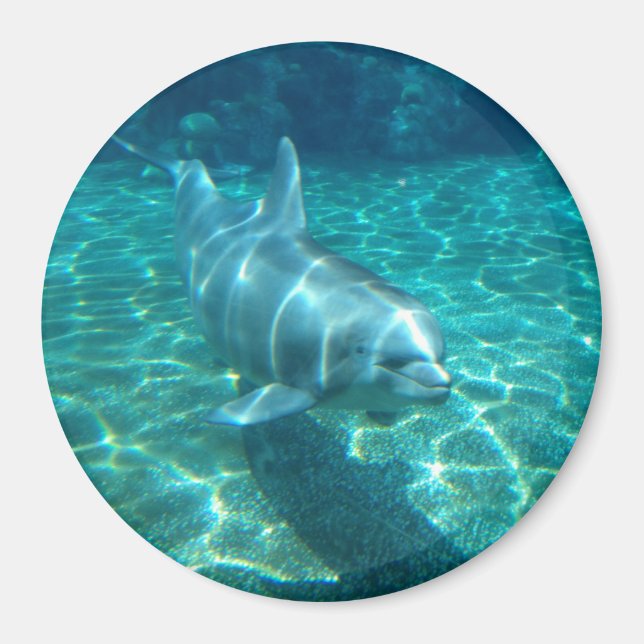 Cute Dolphin Magnet (Front)