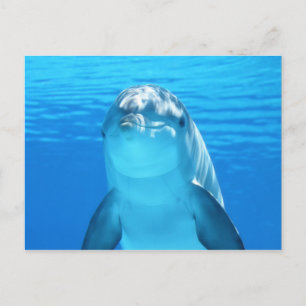 Cute Dolphin Marine Animal in Blue Sea Postcard