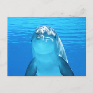 Cute Dolphin Marine Animal in Blue Sea Postcard