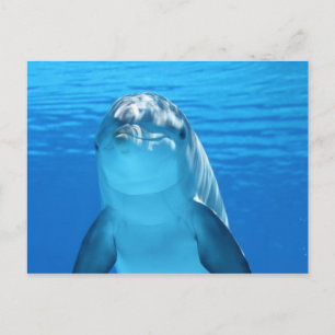 Cute Dolphin Postcard