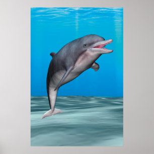 Cute Dolphin Poster
