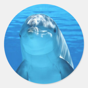 Cute Dolphin Under The Sea Classic Round Sticker