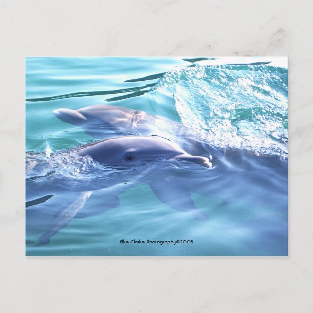Cute Dolphins Photo Postcard (Front)
