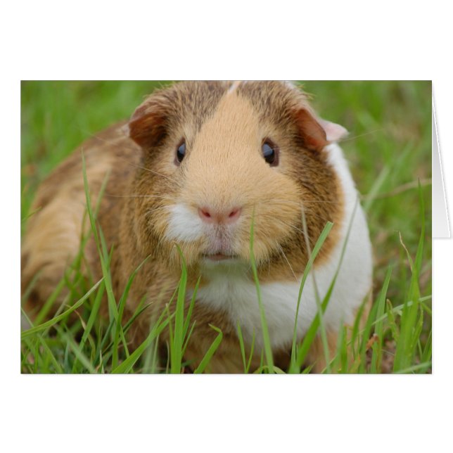Cute Domestic Guinea Pig (Front Horizontal)