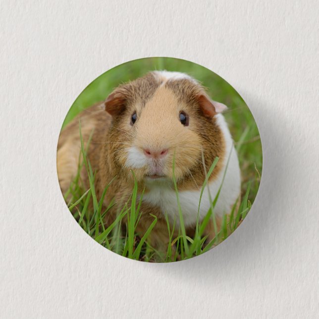 Cute Domestic Guinea Pig 3 Cm Round Badge (Front)