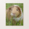 Cute Domestic Guinea Pig