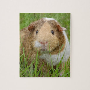 Cute Domestic Guinea Pig Jigsaw Puzzle