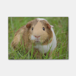 Cute Domestic Guinea Pig Post-it Notes