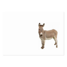 Cute Donkey Burro Photograph